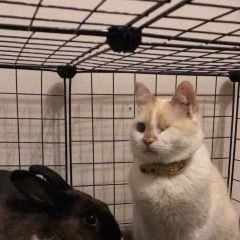 Подробнее об объявлении «Пропал кот Смоленск» Фото: пропала кошка  «Пропал кот Смоленск» в г. Смоленск