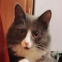 Подробнее об объявлении «Пропал кот Первоуральск» Фото: пропала кошка  «Пропал кот Первоуральск» в г. Первоуральск