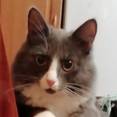 Подробнее об объявлении «Пропал кот кузя Первоуральск» Фото: пропала кошка  «Пропал кот кузя Первоуральск» в г. Первоуральск