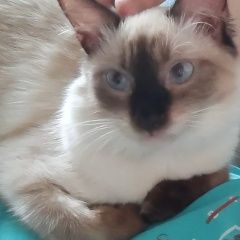 Подробнее об объявлении «Ковров Пропала кошка» Фото: пропала кошка  «Ковров Пропала кошка» в г. Ковров