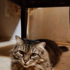 Подробнее об объявлении «Пропала кошка Подольск» Фото: пропала кошка  «Пропала кошка Подольск» в г. Подольск