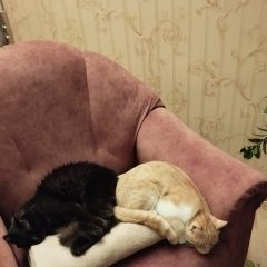 Подробнее об объявлении «Пропал кот Брест Брестская обл.» Фото: пропала кошка  «Пропал кот Брест Брестская обл.» в г. Брест Брестская обл.