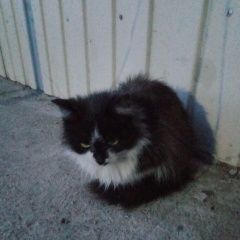 Подробнее об объявлении «Улан-Удэ Пропала кошка девочка» Фото: пропала кошка  «Улан-Удэ Пропала кошка девочка» в г. Улан-Удэ