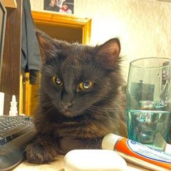 Подробнее об объявлении «Пропала кошка потерялась кошка, 8 месяцев, чёрная Великий Новгород (Новгород)» Фото: пропала кошка  «Пропала кошка потерялась кошка, 8 месяцев,...» в г. Великий Новгород (Новгород)