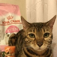 Подробнее об объявлении «Пропала кошка метро молодёжная Москва» Фото: пропала кошка Бенгальская «Пропала кошка метро молодёжная Москва» в г. Москва