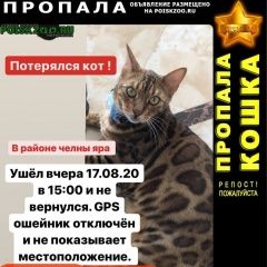 Подробнее об объявлении «Пропал кот помогите найти друга семьи  Набережные Челны» Фото: пропала кошка Бенгальская «Пропал кот помогите найти друга семьи...» в г. Набережные Челны