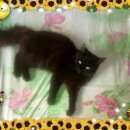 Подробнее об объявлении «Пропала кошка люди добрые помогите пожалуйста Ревда (Свердловская обл.)» Фото: пропала кошка  «Пропала кошка люди добрые помогите пожалуйста...» в г. Ревда (Свердловская обл.)