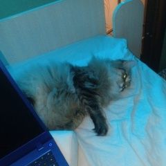 Подробнее об объявлении «Пропал кот Новокузнецк» Фото: пропала кошка  «Пропал кот Новокузнецк» в г. Новокузнецк