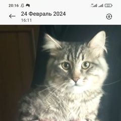 Подробнее об объявлении «Пропал кот Железногорск Курская обл.» Фото: пропала кошка  «Пропал кот Железногорск Курская обл.» в г. Железногорск Курская обл.