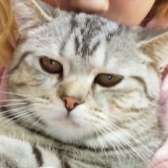 Подробнее об объявлении «Пропала кошка Иглино» Фото: пропала кошка  «Пропала кошка Иглино» в г. Иглино