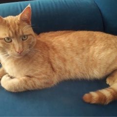 Подробнее об объявлении «Пропал кот Брест Брестская обл.» Фото: пропала кошка  «Пропал кот Брест Брестская обл.» в г. Брест Брестская обл.