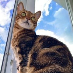 Подробнее об объявлении «Пропал кот пятнистого окраса Гурьевск (Калининградская обл.)» Фото: пропала кошка  «Пропал кот пятнистого окраса Гурьевск...» в г. Гурьевск (Калининградская обл.)