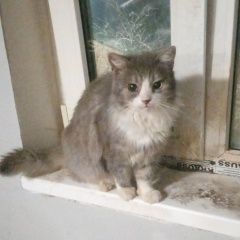 Подробнее об объявлении «Пропал кот Тихорецк» Фото: пропала кошка  «Пропал кот Тихорецк» в г. Тихорецк