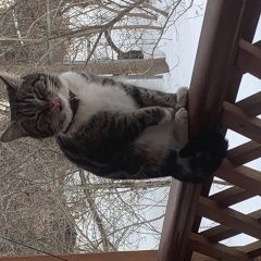 Подробнее об объявлении «Пропал кот Загорянский» Фото: пропала кошка  «Пропал кот Загорянский» в г. Загорянский