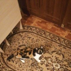 Подробнее об объявлении «Адлер Пропала кошка вознограждение гарантировано. 10 000» Фото: пропала кошка  «Адлер Пропала кошка вознограждение...» в г. Адлер