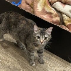 Подробнее об объявлении «Пропала кошка григорий Балахна» Фото: пропала кошка  «Пропала кошка григорий Балахна» в г. Балахна