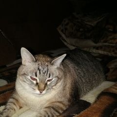 Подробнее об объявлении «Орел Пропал кот» Фото: пропала кошка  «Орел Пропал кот» в г. Орел