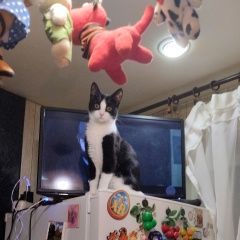 Подробнее об объявлении «Тосно Пропала кошка вознаграждение 5000» Фото: пропала кошка  «Тосно Пропала кошка вознаграждение 5000» в г. Тосно