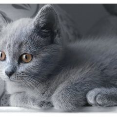 Подробнее об объявлении «Балабаново Пропал котёнок» Фото: пропала кошка  «Балабаново Пропал котёнок» в г. Балабаново