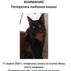 Подробнее об объявлении «Пропала кошка Жуковский» Фото: пропала кошка  «Пропала кошка Жуковский» в г. Жуковский