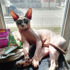 Подробнее об объявлении «Дзержинск Пропал кот» Фото: пропала кошка  «Дзержинск Пропал кот» в г. Дзержинск