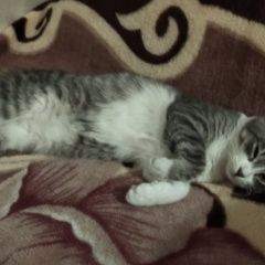 Подробнее об объявлении «Пропал кот Электросталь» Фото: пропала кошка  «Пропал кот Электросталь» в г. Электросталь