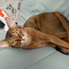 ���� ������ ��� �������� ����� ������