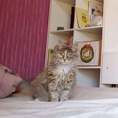 Подробнее об объявлении «Пропала кошка Евпатория» Фото: пропала кошка  «Пропала кошка Евпатория» в г. Евпатория