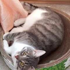 Подробнее об объявлении «Коломна Пропал кот» Фото: пропала кошка  «Коломна Пропал кот» в г. Коломна