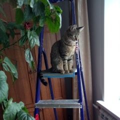 Подробнее об объявлении «Пропала кошка Новокузнецк» Фото: пропала кошка  «Пропала кошка Новокузнецк» в г. Новокузнецк