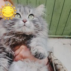 Подробнее об объявлении «Пропал котик 17 марта Скопин» Фото: пропала кошка  «Пропал котик 17 марта Скопин» в г. Скопин