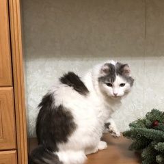 Подробнее об объявлении «Астрахань Пропал кот» Фото: пропала кошка  «Астрахань Пропал кот» в г. Астрахань