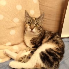 Подробнее об объявлении «Пропала кошка потерялась кошка Немчиновка» Фото: пропала кошка  «Пропала кошка потерялась кошка Немчиновка» в г. Немчиновка