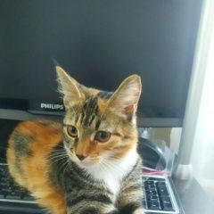 Подробнее об объявлении «Пропала кошка потерялась Смоленск» Фото: пропала кошка  «Пропала кошка потерялась Смоленск» в г. Смоленск