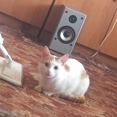 Подробнее об объявлении «Пропал кот Константиновск» Фото: пропала кошка  «Пропал кот Константиновск» в г. Константиновск