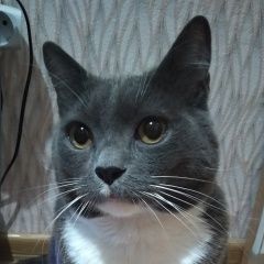 Подробнее об объявлении «Набережные Челны Пропал кот» Фото: пропала кошка  «Набережные Челны Пропал кот» в г. Набережные Челны