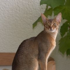 Подробнее об объявлении «Тула Пропал кот абиссинский кот» Фото: пропала кошка Абиссинская кошка «Тула Пропал кот абиссинский кот» в г. Тула