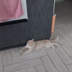 Подробнее об объявлении «Астрахань Пропал кот» Фото: пропала кошка  «Астрахань Пропал кот» в г. Астрахань