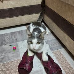 Подробнее об объявлении «Пропал кот Дорохово» Фото: пропала кошка  «Пропал кот Дорохово» в г. Дорохово