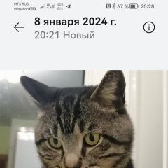 Подробнее об объявлении «Владивосток Пропал кот ик» Фото: пропала кошка  «Владивосток Пропал кот ик» в г. Владивосток