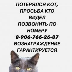 Подробнее об объявлении «Пропал кот, деревня пучково Троицк» Фото: пропала кошка  «Пропал кот, деревня пучково Троицк» в г. Троицк