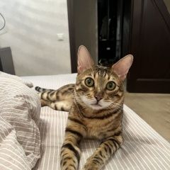 Подробнее об объявлении «Пропал кот стародачная поляна 2 Можайск» Фото: пропала кошка  «Пропал кот стародачная поляна 2 Можайск» в г. Можайск