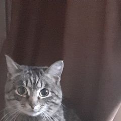 Подробнее об объявлении «Пропал кот Енисейск» Фото: пропала кошка  «Пропал кот Енисейск» в г. Енисейск