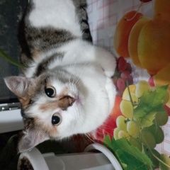 Подробнее об объявлении «Караганда Пропала кошка по ул. щорса» Фото: пропала кошка  «Караганда Пропала кошка по ул. щорса» в г. Караганда