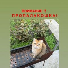 Подробнее об объявлении «Пропала кошка вознаграждение гарантируется Алматы (Алма-Ата)» Фото: пропала кошка  «Пропала кошка вознаграждение гарантируется...» в г. Алматы (Алма-Ата)