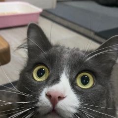 Подробнее об объявлении «Видное Пропал котик марс» Фото: пропала кошка  «Видное Пропал котик марс» в г. Видное