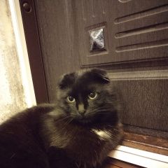 Подробнее об объявлении «Керчь Пропал кот» Фото: пропала кошка Скоттиш фолд (шотландская вислоухая) «Керчь Пропал кот» в г. Керчь