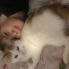 Подробнее об объявлении «Пропала кошка помогите найти за 5000 Мариуполь» Фото: пропала кошка  «Пропала кошка помогите найти за 5000 Мариуполь» в г. Мариуполь