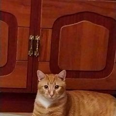 Подробнее об объявлении «Щербинка Пропал кот» Фото: пропала кошка  «Щербинка Пропал кот» в г. Щербинка