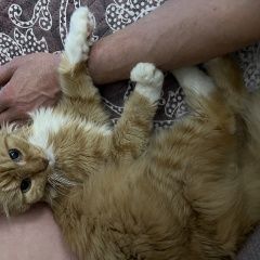 Подробнее об объявлении «Кимры Пропал кот» Фото: пропала кошка  «Кимры Пропал кот» в г. Кимры